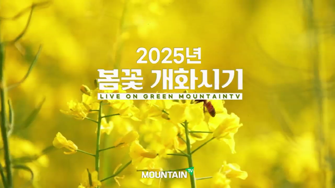 마운틴TV_3월 개화시기